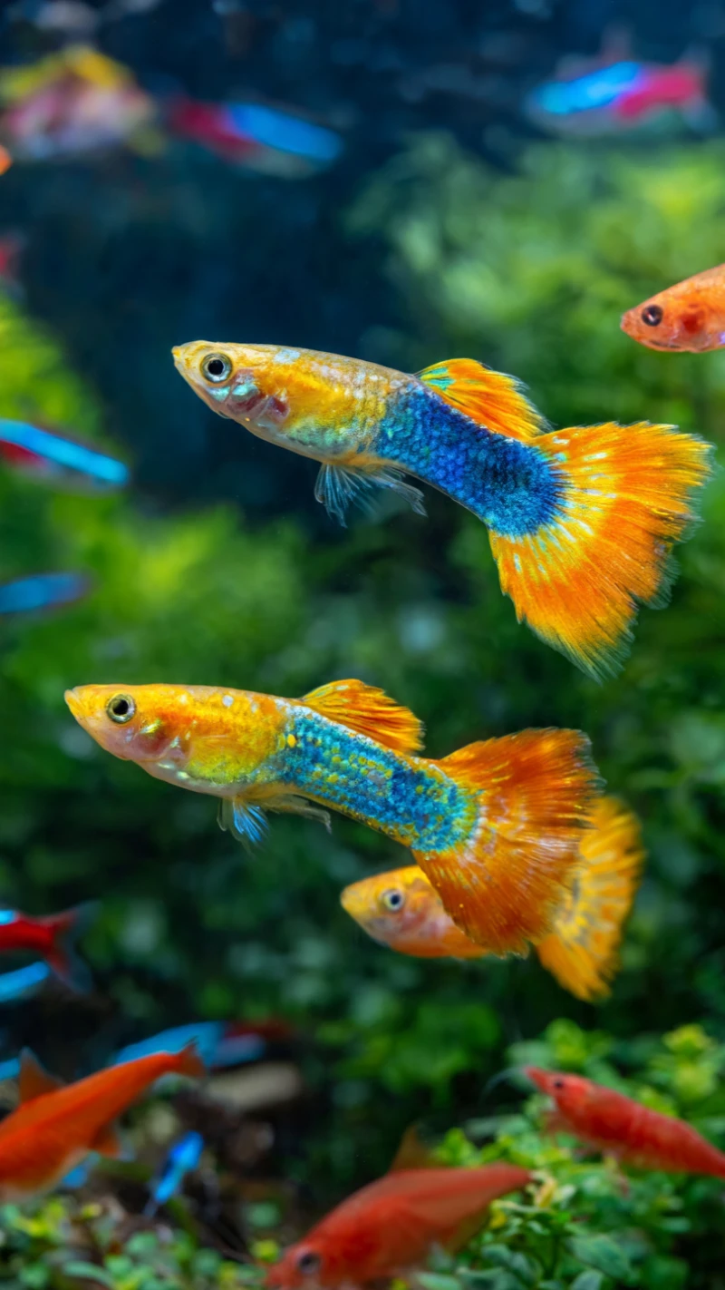 Colorful Guppy Fish