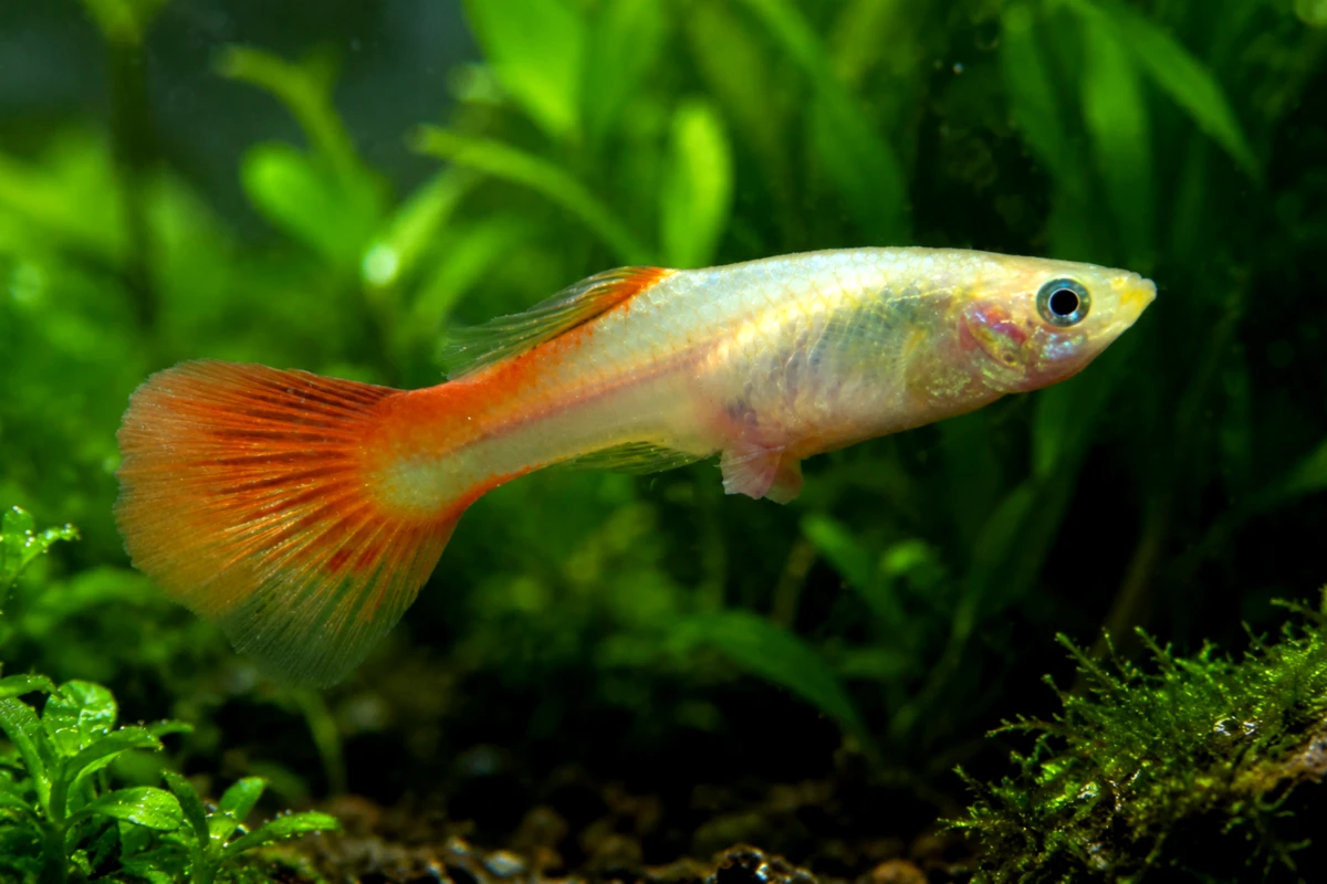 Guppy Diseases, Parasites & Remedies