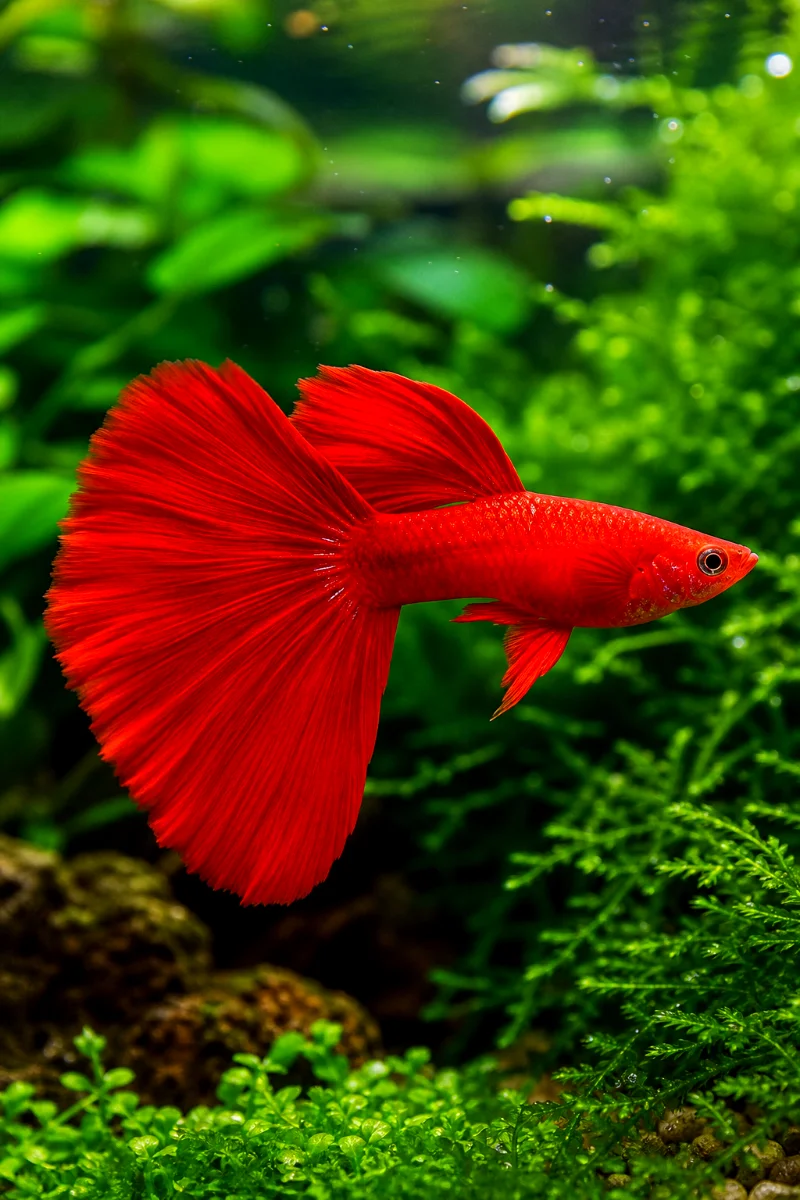 Red-Guppy