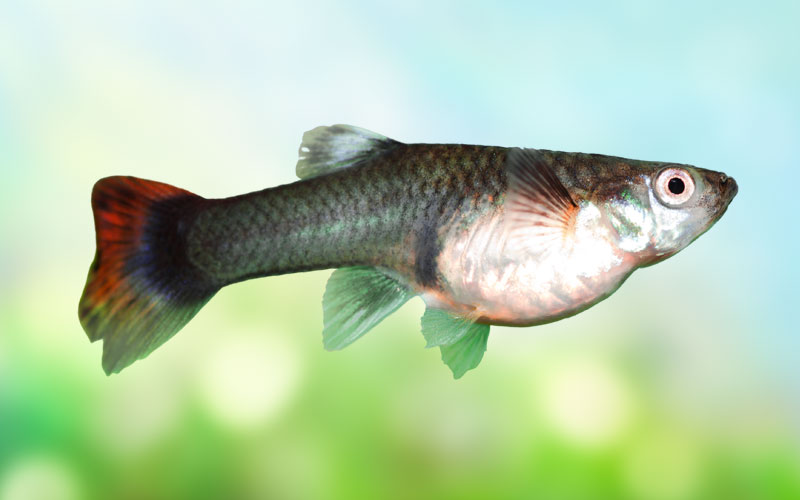 How Big Do Female Guppies Get 